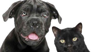 Halloween puede generar algunos reisgos para las mascotas. Halloween puede generar algunos reisgos para las mascotas.