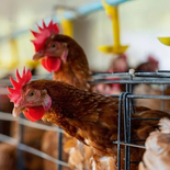 Alarma en el sector exportador: el MGAP analiza un posible caso de gripe aviar en un establecimiento comercial. Alarma en el sector exportador: el MGAP analiza un posible caso de gripe aviar en un establecimiento comercial.