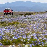 El desierto de Atacama se cubrió de flores tras las intensas lluvias registradas durante el invierno en el norte de Chile.