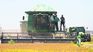 The threshing began in the Artiguense town of Mones Quintela. The threshing began in the Artiguense town of Mones Quintela.