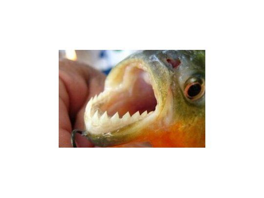 Otro ataque de palometas dejó diez heridos en Rosario