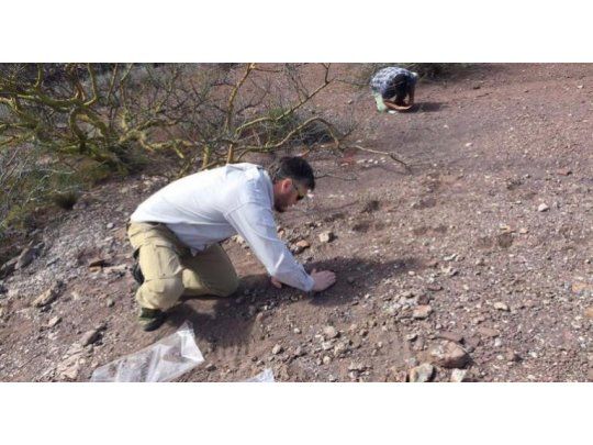 Restos paleontológicos