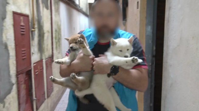En uno de los criaderos se incautaron 8.700 dólares que serían producto de la comercialización de los animales y documentación de los canes