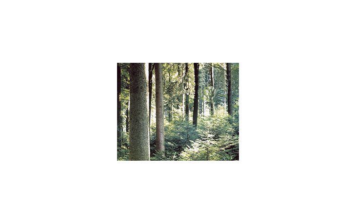 La Argentina posee 1,2 millón de hectáreas de bosques cultivados.