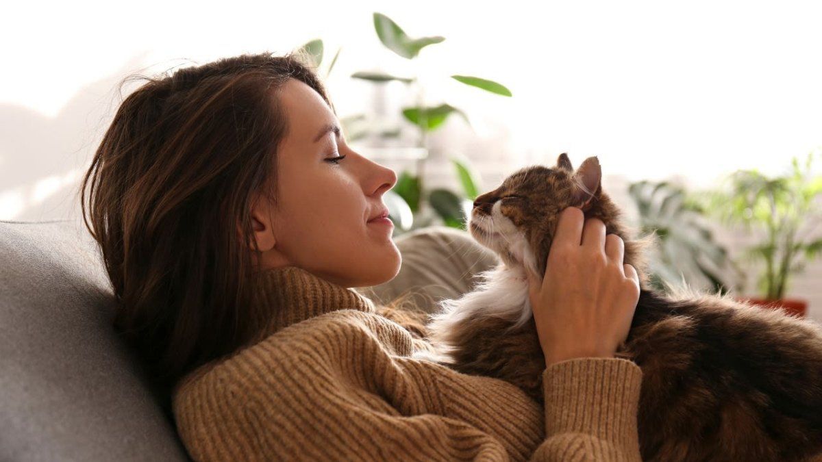 Do you want to adopt a cat? 7 incredible data that will make you love these pets even more