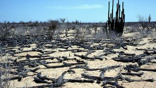 &nbsp;La planta mexicana que camina, muere y revive: el enigma de la chirinola
