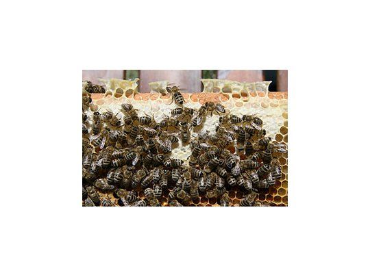 Río Negro exporta abejas reinas a Alemania