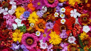 Según esta antigua filosofía, la energía de las flores influye directamente en las relaciones afectivas.