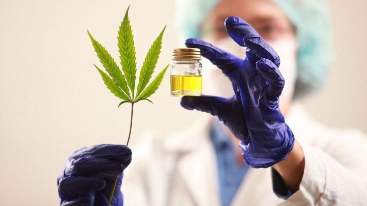 Gobierno presenta el proyecto para el desarrollo de la industria del cannabis medicinal