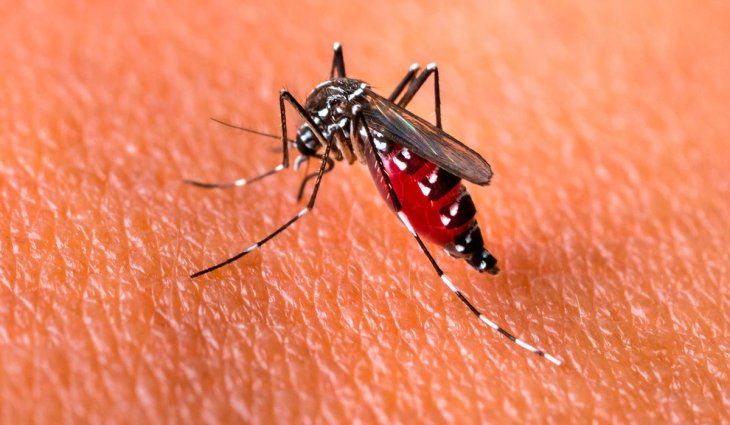 Aedes Aegypti, mosquito capaz de transmitir dengue.