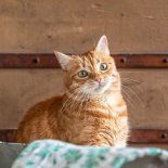 El nuevo dispositivo que millones buscan para sus gatitos. El nuevo dispositivo que millones buscan para sus gatitos.