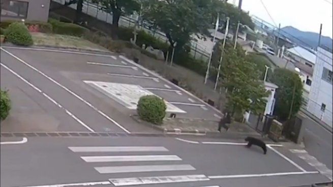 Las imágenes muestran a un oso negro -más agresivo que los pardos- que persigue a un empleado de fábrica cerca de la entrada.