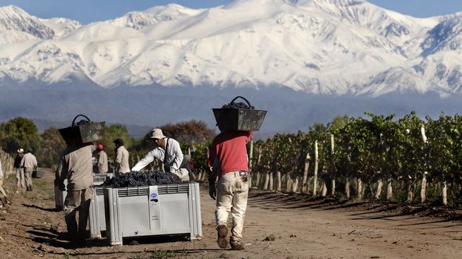 La Asociación de Viñateros de Mendoza advirtió que el sector atraviesa una crisis sin precedentes.
