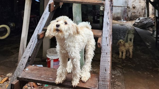 Por maltrato animal, la Policía de la Ciudad rescató a 12 perros que estaban en estado de abandono.