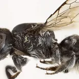 Cómo es la abeja lucifer con cuernos que descubrieron los científicos australianos. Cómo es la abeja lucifer con cuernos que descubrieron los científicos australianos.