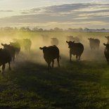 La reforma eliminaría la restricción que rige desde 2010 y que prohibe la venta de terrenos rurales a extranjeros. La reforma eliminaría la restricción que rige desde 2010 y que prohibe la venta de terrenos rurales a extranjeros.