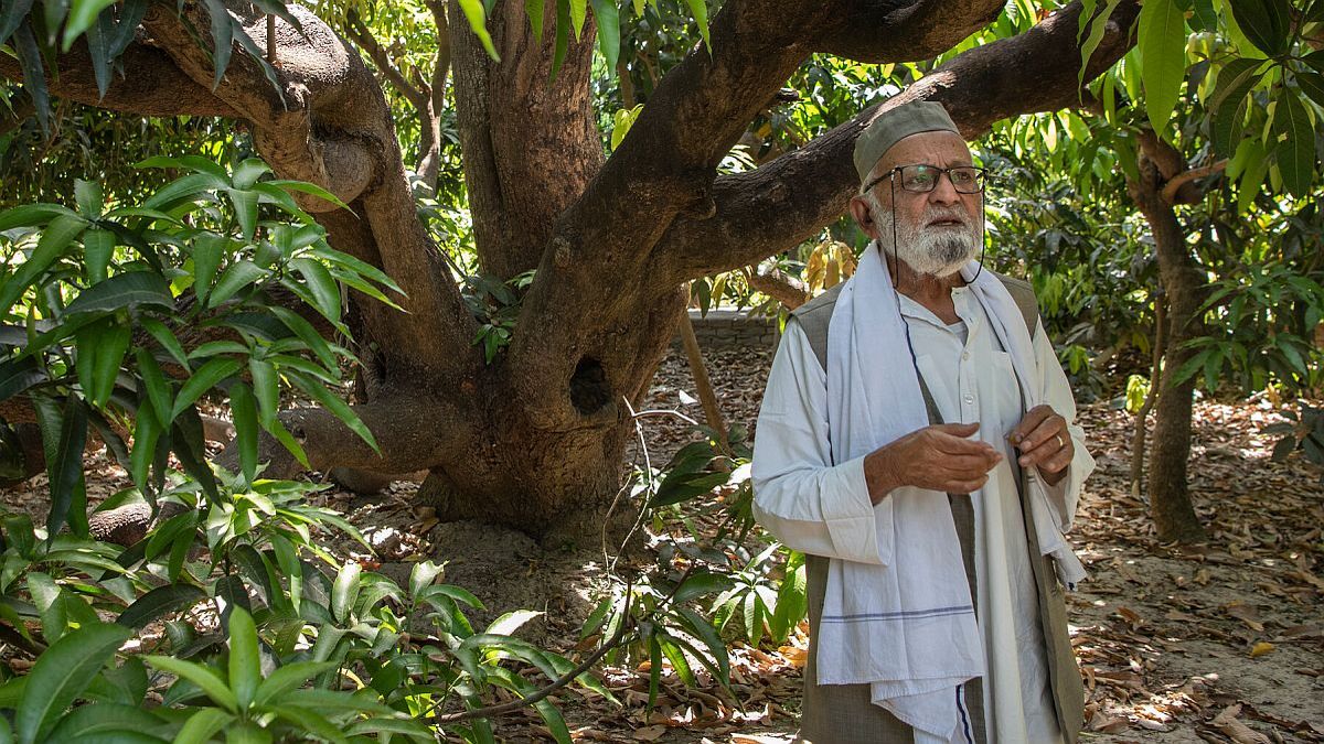 El señor de los mangos: cultiva 300 variedades en un solo árbol