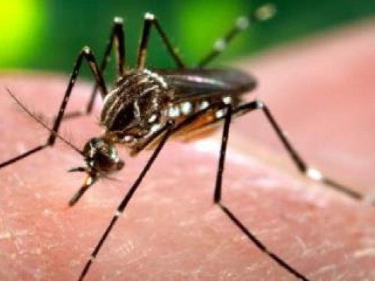 Aumentaron 2500% los casos de dengue en Argentina