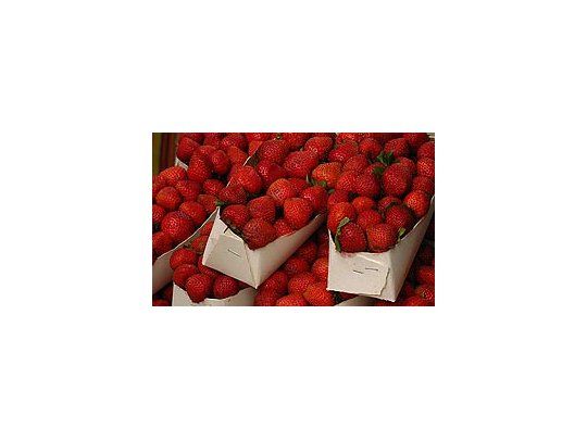 Entregan préstamos a pequeños productores de frutilla tucumanos