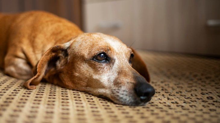 Observa si tu perro emite estas señales para saber si está sufriendo su soledad.