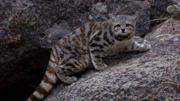 Dos ejemplares de gatos andinos fueron avistados en la reserva de Villavicencio, Mendoza.