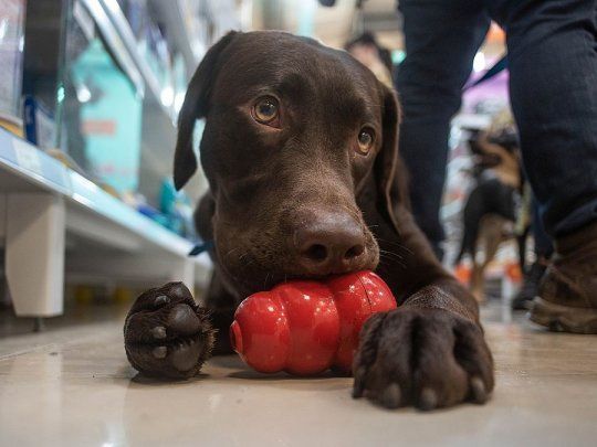 Esto te quiere mostrar tu perro con su juguete en la boca.&nbsp;