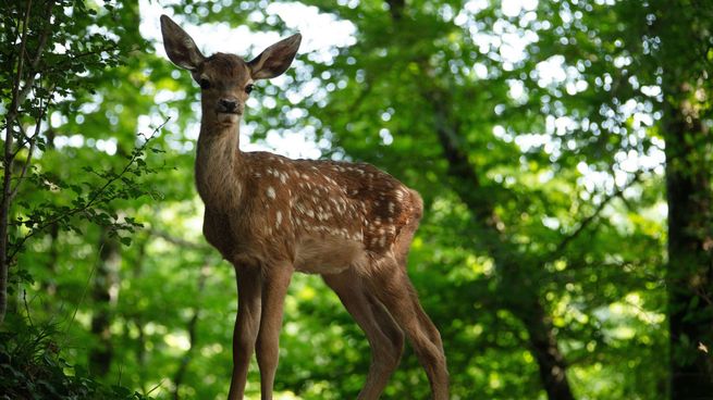 El nuevo Bambi es ahora un ciervo real en la versión francesa.