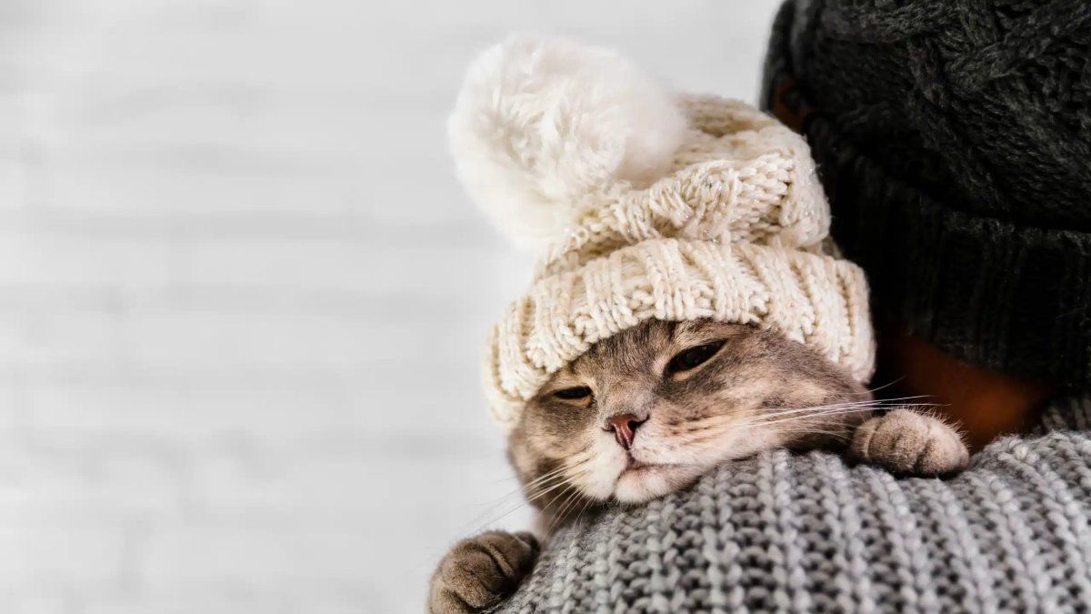 How to know if my cat is cold and avoid getting sick in winter