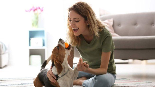 La felicidad de los perros cuando se regresa a casa tiene una explicación cientifica.