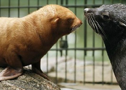 Un oso marino albino revoluciona Alemania (foto 1)