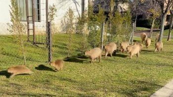 vecinos de nordelta ya construyen espacios de refugio para los carpinchos