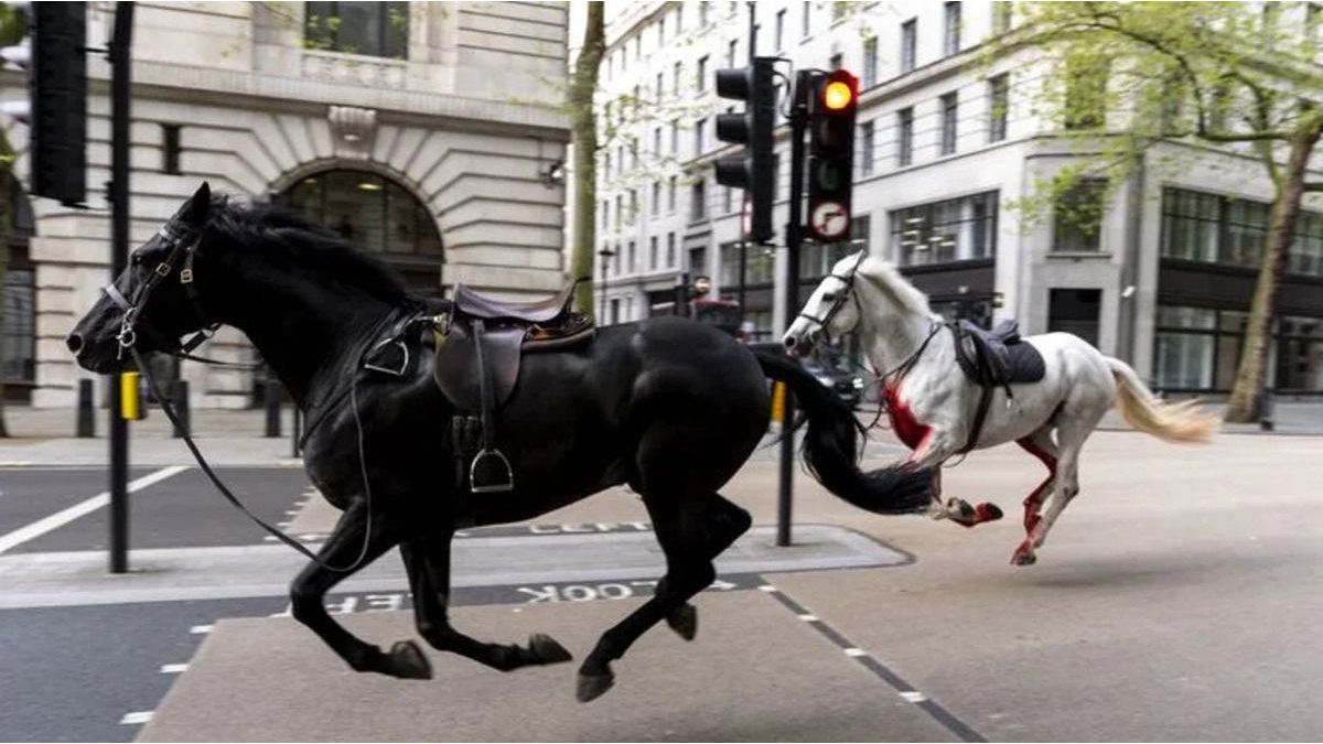 4 army horses escaped, cars crashed and people were injured