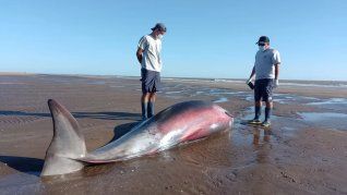 El zifio forma parte de la familia Ziphiidae, conocidos como las ballenas de pico. Presenta un cuerpo es alargado y robusto.