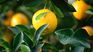 In Uruguay, there are also differences in fruit prices between the interior of the country and Montevideo. In Uruguay, there are also differences in fruit prices between the interior of the country and Montevideo.