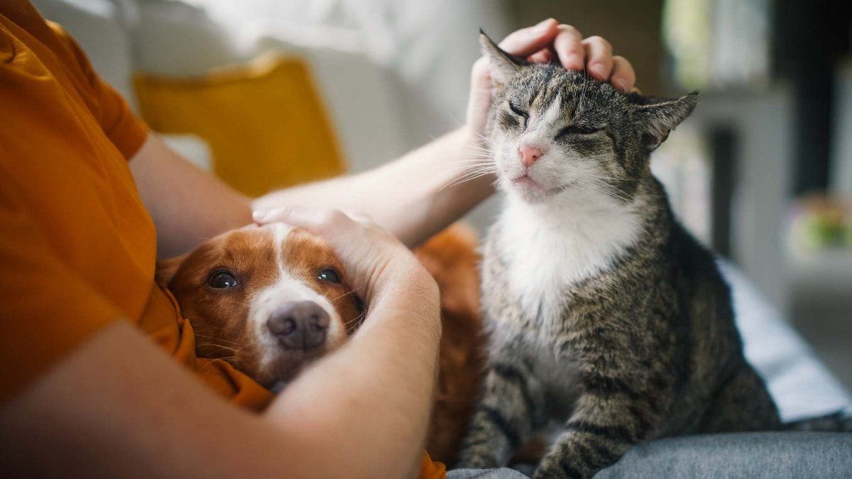 Do you talk to your pet as if it were a baby? Experts explain what it really means