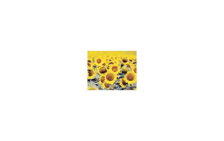 La cosecha de girasol 2009/10 mermaría a 32,07 millones de toneladas desde los 33,2 millones de la campaña anterior.