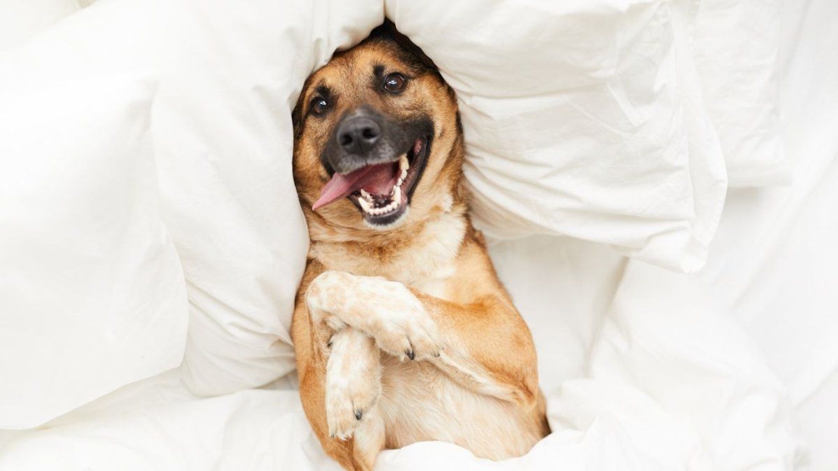 Do you have clothes you no longer wear? Now you can take it to make your pets a bed