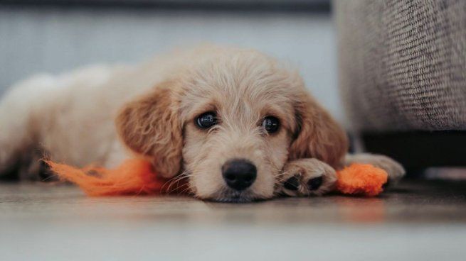 En un país europeo prohíben dejar solo al perro en casa.