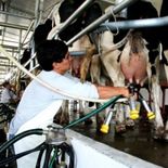 El RCEP abre nuevas oportunidades al sector lechero. El RCEP abre nuevas oportunidades al sector lechero.