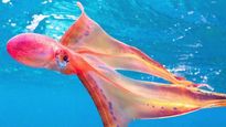 Pulpo manta.&nbsp;