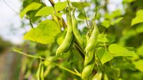 Realizan ensayos para cultivar porotos y alimentar ganado en el Valle Inferior de Río Negro