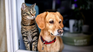 Pets need certain care when they become older. Pets need certain care when they become older.