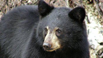 Expertos denuncian que no existen evidencias de que la bilis de oso sea eficaz contra el coronavirus, m&aacute;s all&aacute; de que China lo avale.&nbsp; 