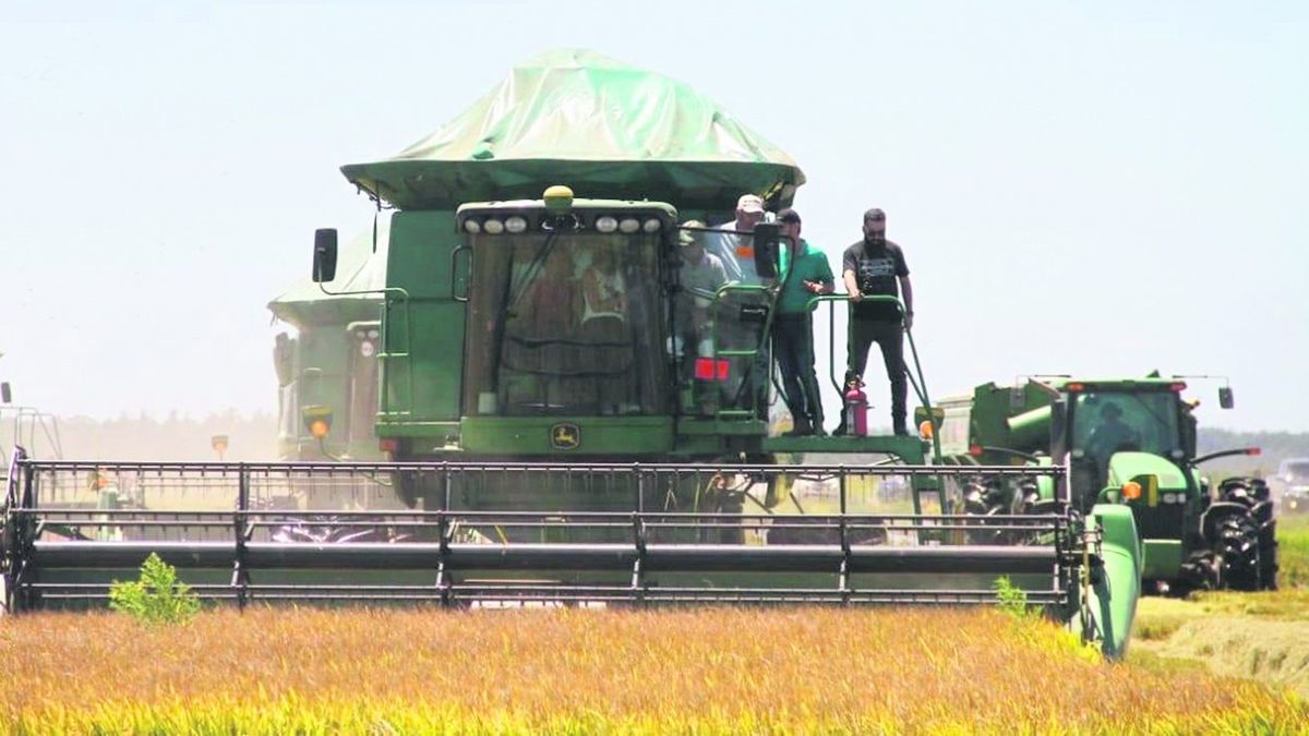 Comenzó La Cosecha De Arroz De La Zafra 202223 En Medio De La Sequía 1352