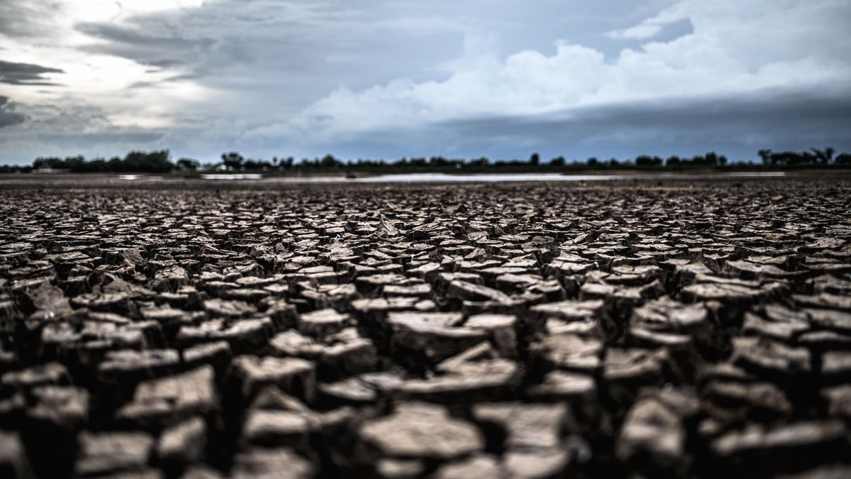 Drought and high costs, the main factors behind a bad year for the agricultural sector