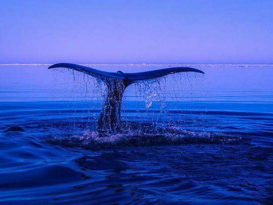 Los animales marinos, en peligro