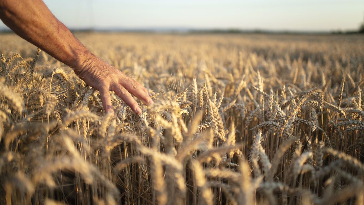 more than 5 tons per hectare