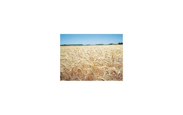Sin señales de precipitaciones en los próximos siete día el área agrícola destinada al trigo, volvería a caer.
