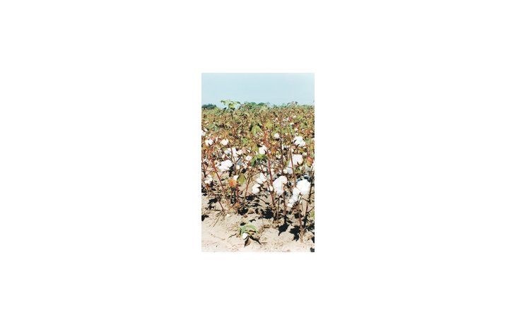 La revista Oil World informó que la reciente fuerte alza en los precios del algodón posiblemente generará una mayor siembra de la planta a nivel mundial, a expensas de los granos y las oleaginosas.