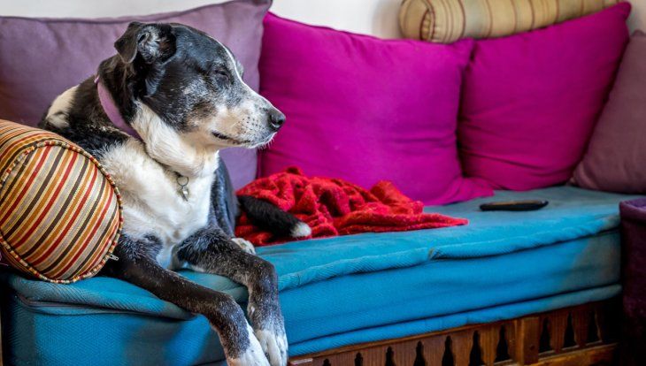 Los colchones pueden ayudar a protegerlos contra el frío. 